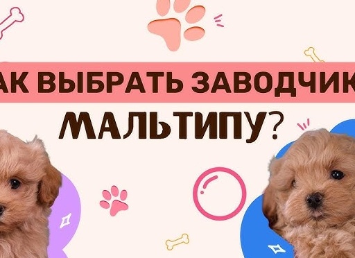 Как не попасть в ловушку идеальной черешни. Нутрициолог и фермер рассказали о рисках от сезонных плодов