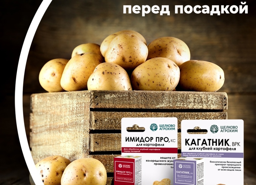 Обработка картофеля перед посадкой (виды и способы обработок, препараты, сроки)
