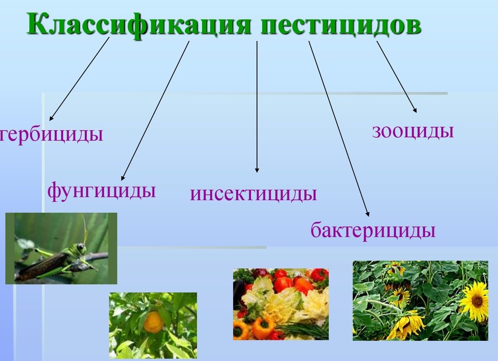 📌Пестициды: инсектициды и фунгициды. Что для чего и как их применять🐛🐜