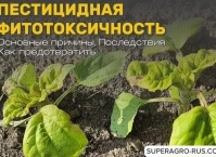 Пестицидная фитотоксичность
