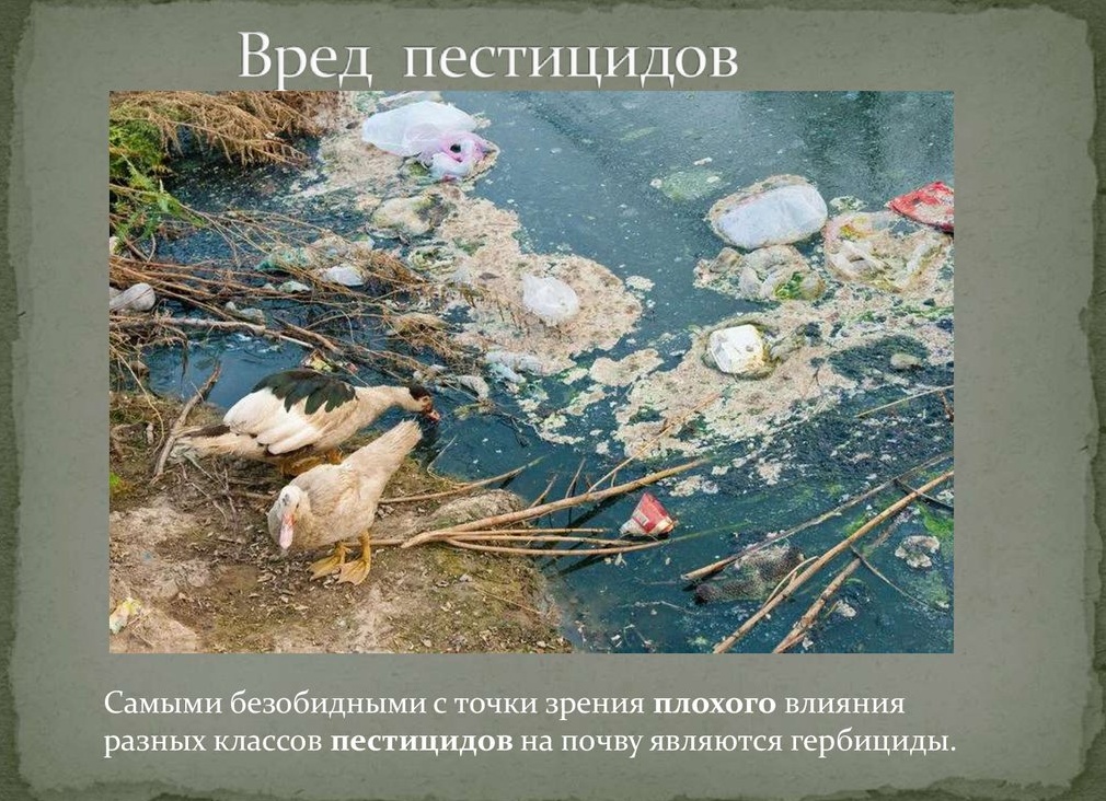 Пестициды – необходимость или вред?